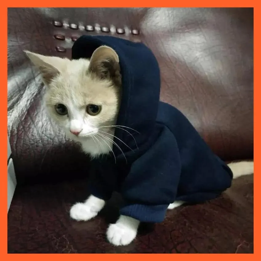 Cat Hoodie Winter Warm Jacket